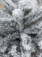 Ель заснеженная "Лесная сказка" классик, высота 2,1 м — изображение 4