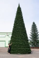 Ель уличная "Испанская" высота 26 м