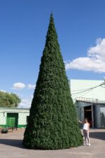 Ель уличная "Русская" высота 29 м