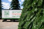 Ель уличная "Русская" высота 29 м — изображение 7